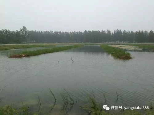 決定水產(chǎn)養(yǎng)殖高產(chǎn)的，就是這兩個因素