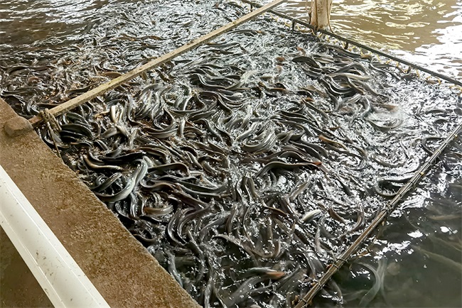 水產行業綠色發展新引擎 空氣能養殖熱泵的應用與優勢