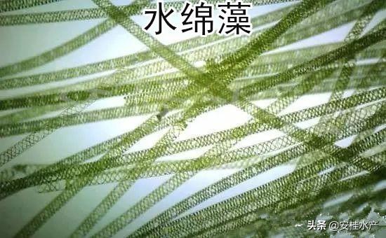 水產養殖常見藻類介紹及圖譜（下）——潛在有害藻類與生態調控應用