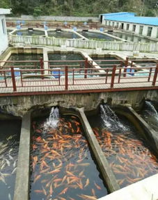 我們要養魚，我們也要環保——一文秒懂工廠化水產養殖系統