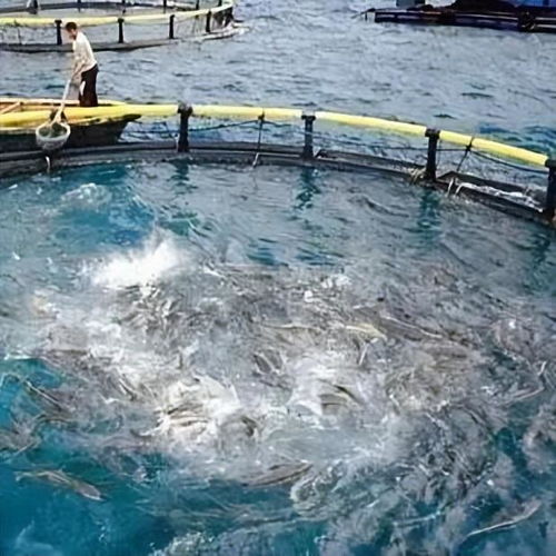 晶合物聯 以智慧水產養殖技術，驅動水產養殖新升級