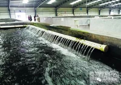 循環水養殖新突破 寶石斑每立方產值2000元，單池達30萬